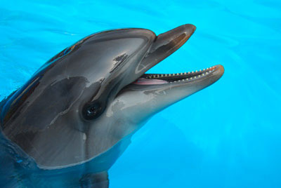 Delfin